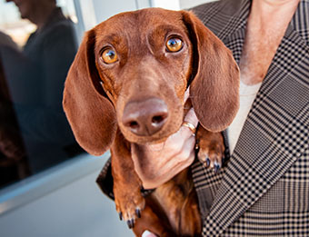 Office Dog 